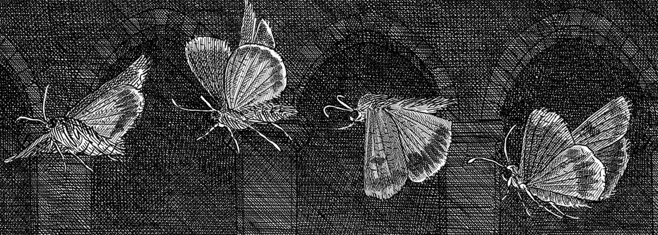 The moth header image